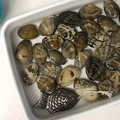 日本製鳥部製作所-小鯛魚 南部鐵器 鐵玉子-4 日本製鳥部製作所-小鯛魚 南部鐵器 鐵玉子-4