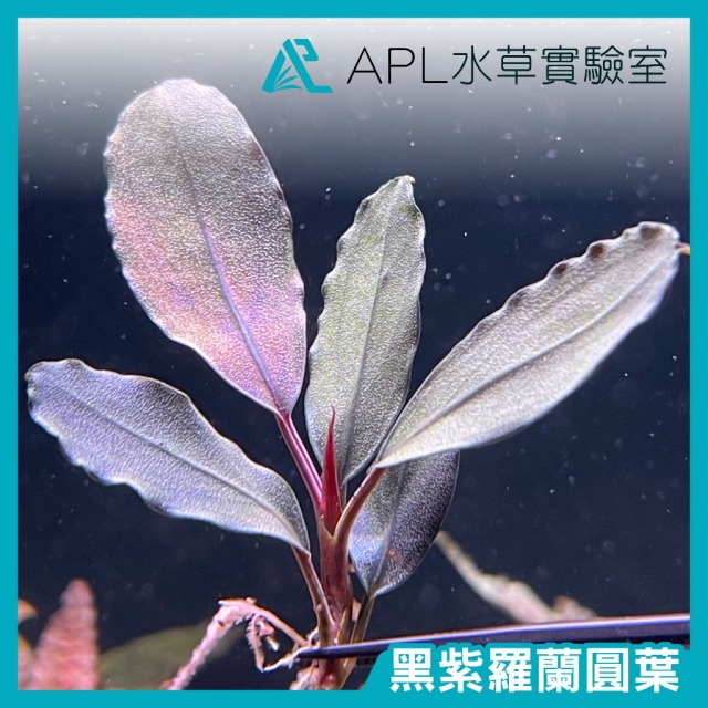 黑紫羅蘭圓葉 黑紫羅蘭圓葉