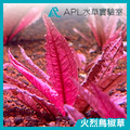 火烈鳥 火烈鳥