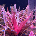 火烈鳥-2 火烈鳥-2