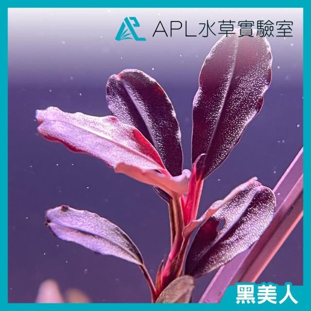 黑美人 黑美人