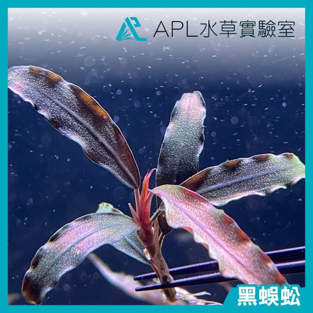 黑蜈蚣 黑蜈蚣