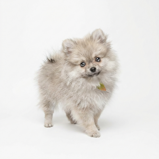 精靈系博美犬
