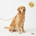 暖陽黃金獵犬