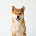 和風赤柴犬