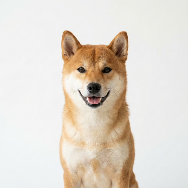 和風赤柴犬