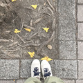 高踝日 / 米粒白（獨立運費）-2
