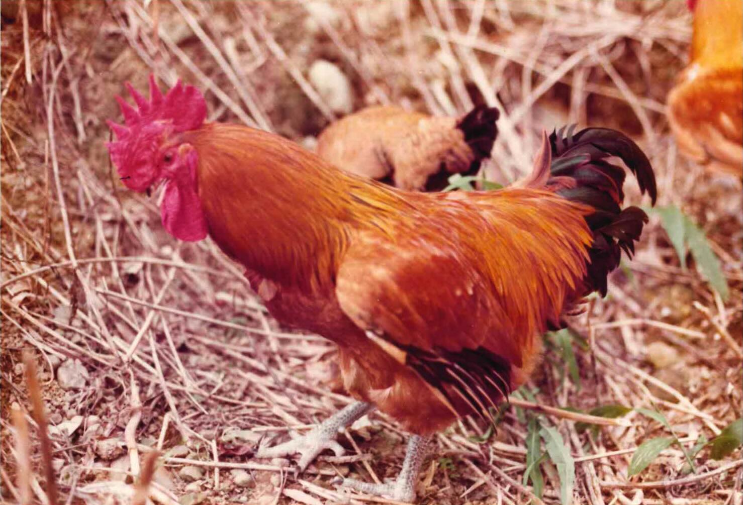 第三章─自己的鷄自己賣