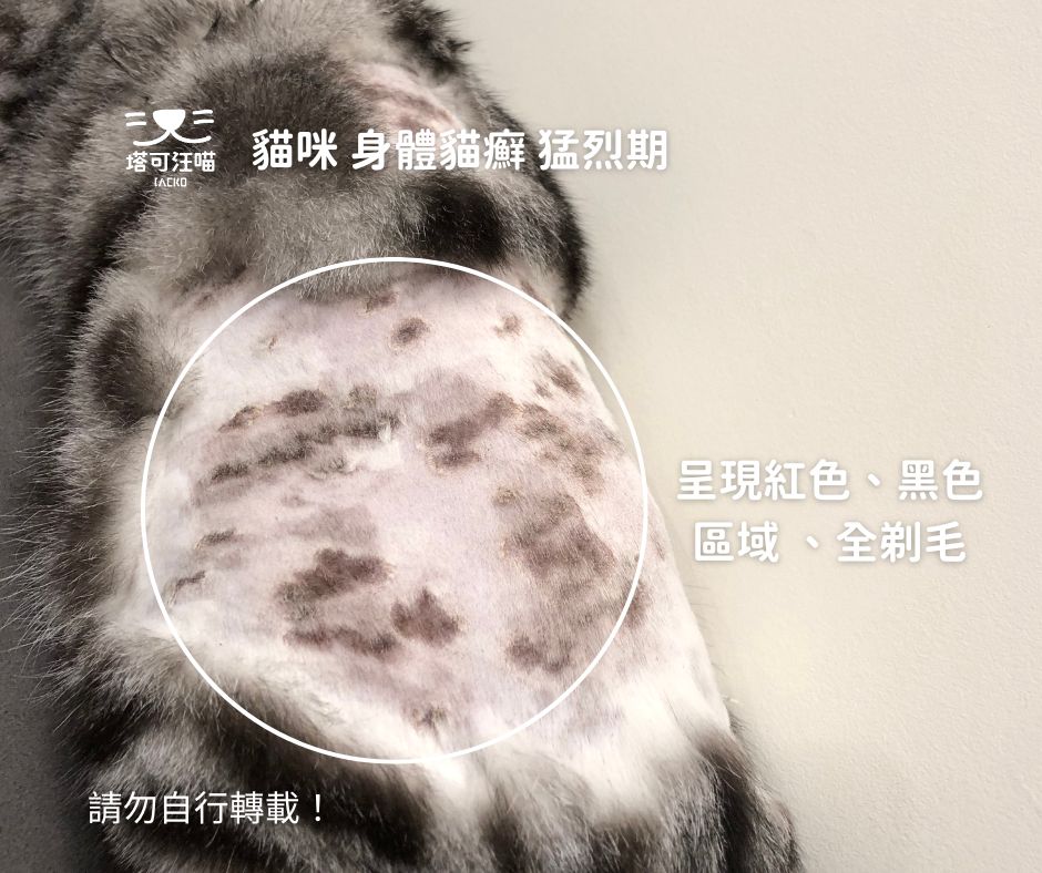 貓黴菌要剃毛嗎