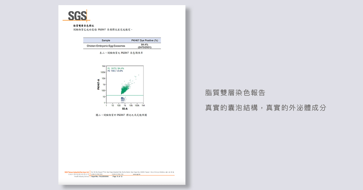 脂質雙層染色報告，真實的囊泡結構，真實的外泌體成分