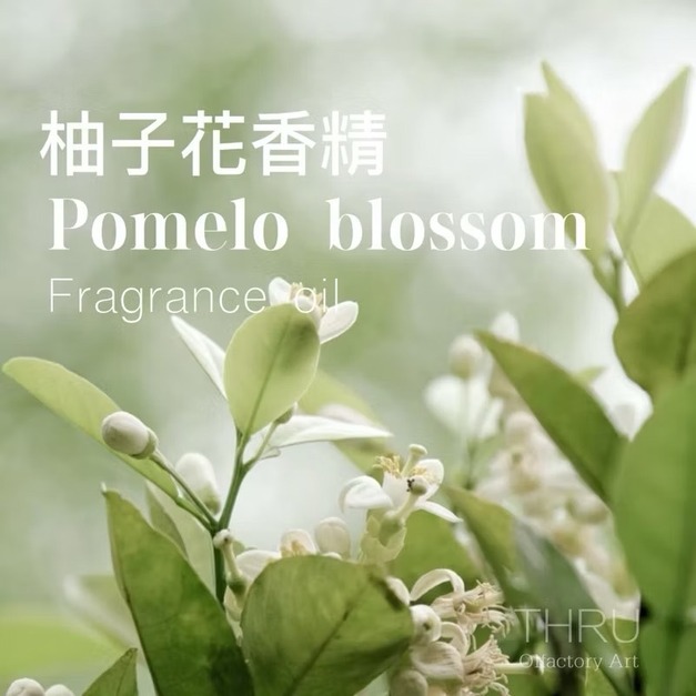 Pomelo Blossom 柚子花