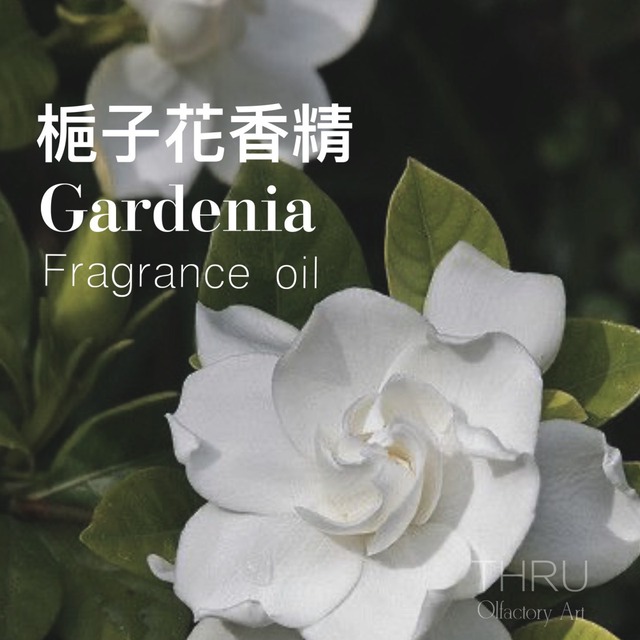 Gardenia 梔子花