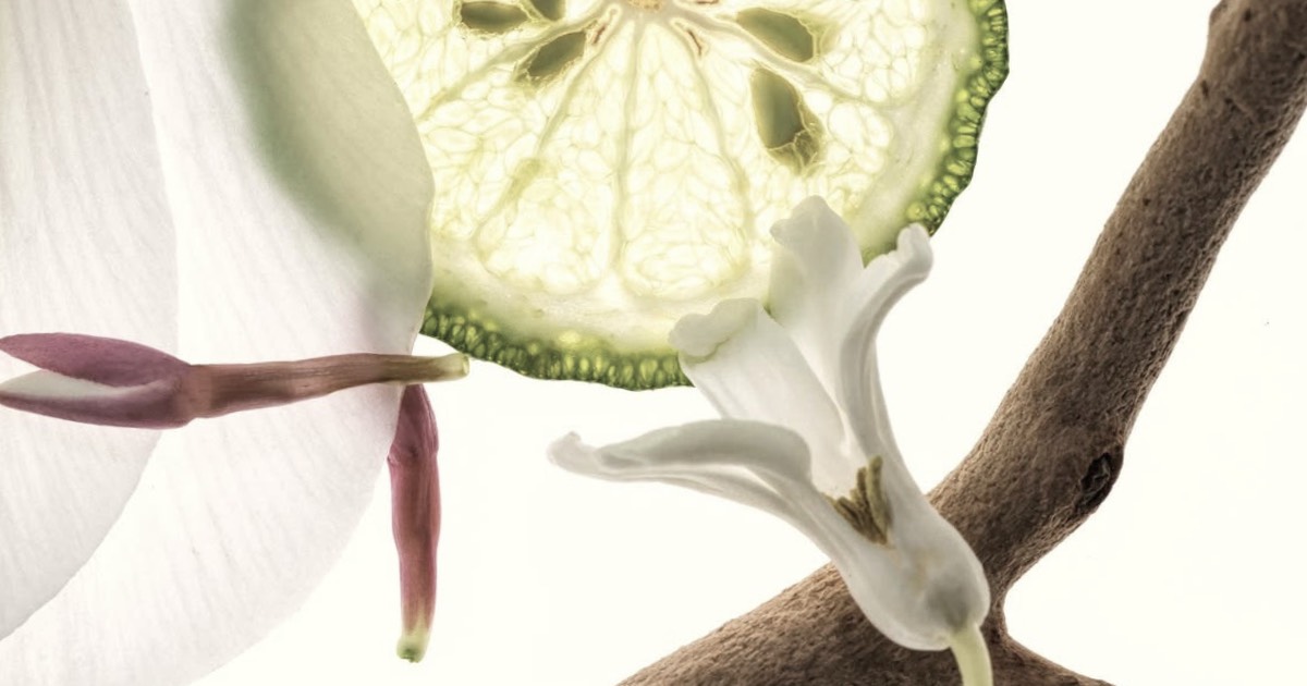 ACCORD |  Sarah McCartney's accord