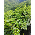 梨山遊香茶園高山茶-3