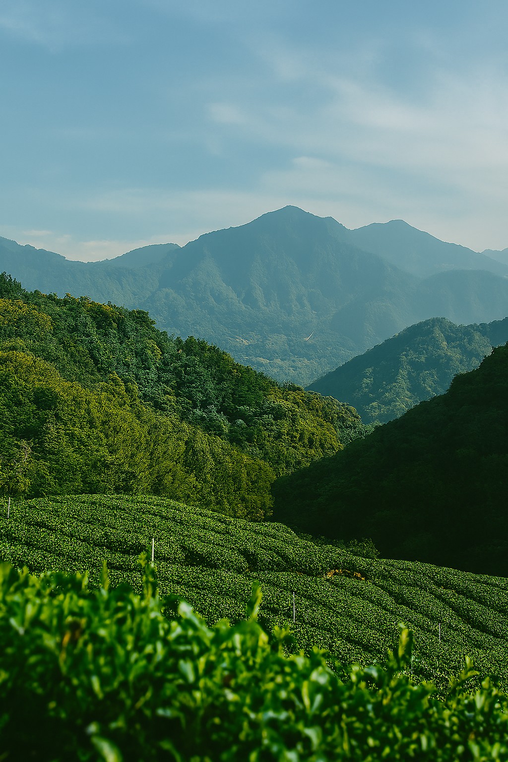 [TeaTalk-003] 台灣六大茶區巡禮：從阿里山到文山的風土茶韻