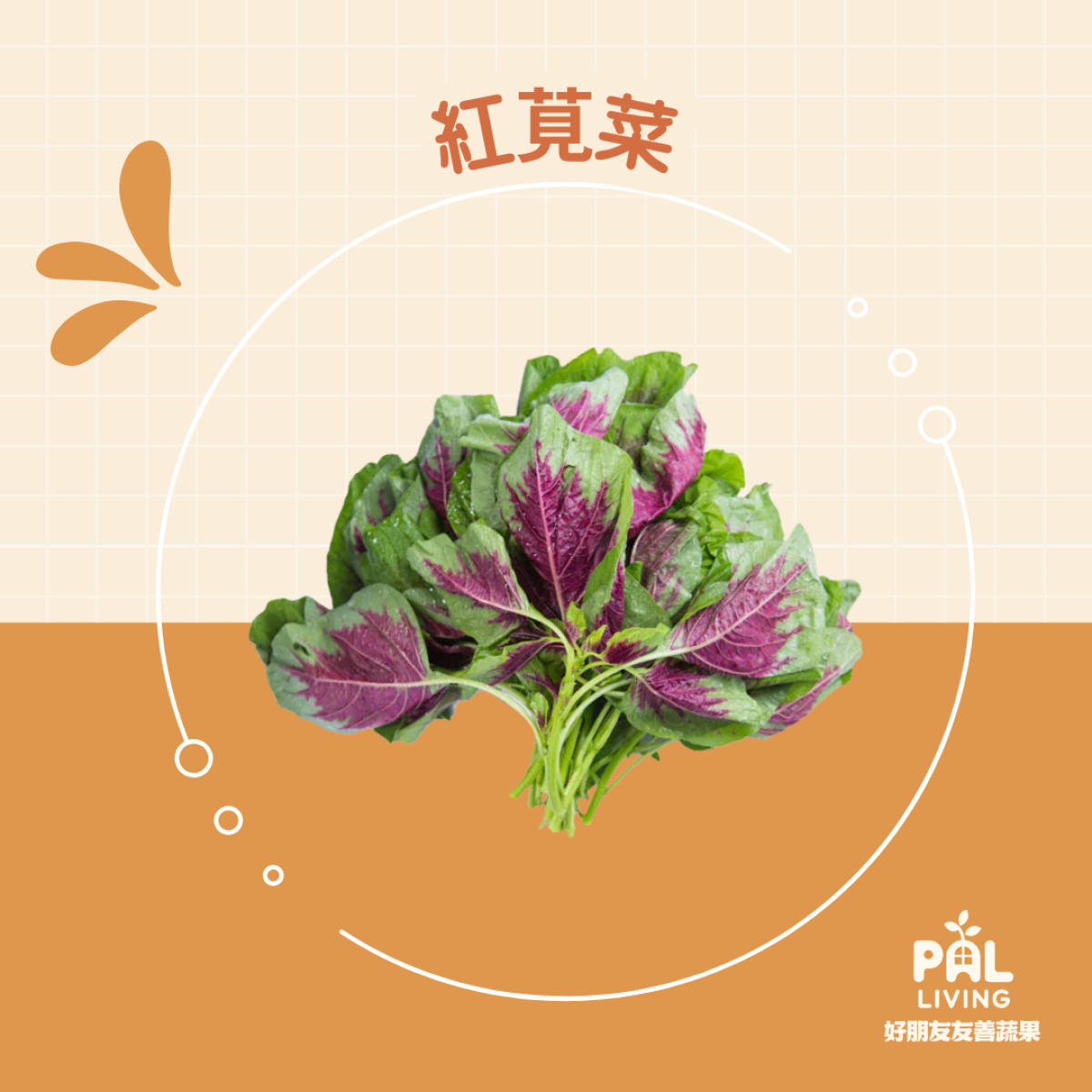 紅莧菜情境主視覺