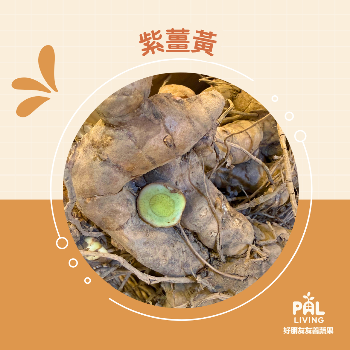 薑黃情境主視覺