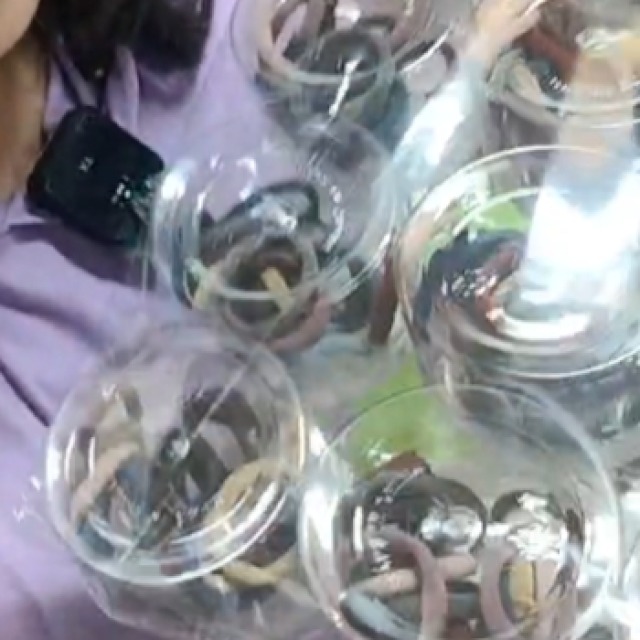 53標 20條彈力髮圈/盒