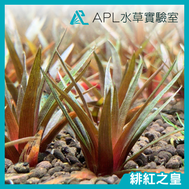 緋紅之皇(紅穀精)