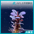 大象玉