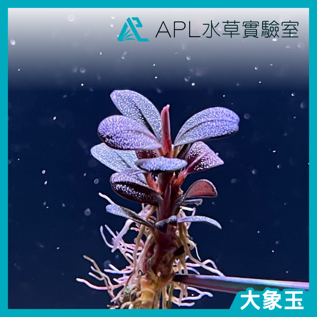 大象玉