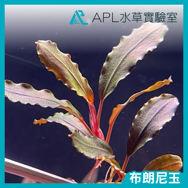 布朗尼玉