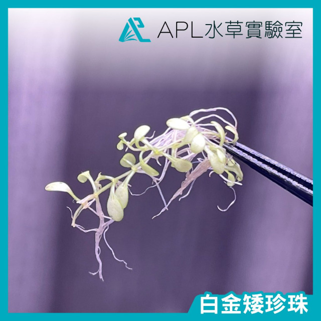 白金矮珍珠