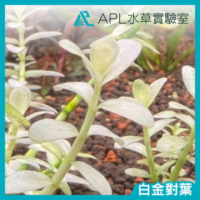 白金對葉