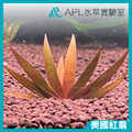 美國紅扇