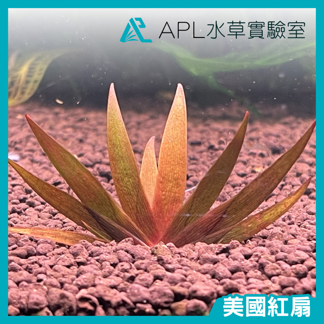 美國紅扇