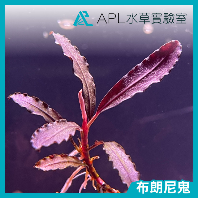 布朗尼鬼