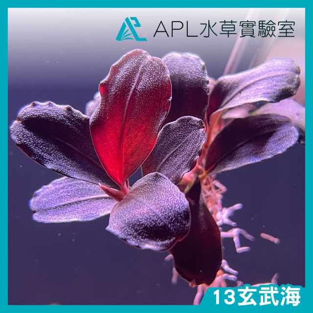 13玄武海