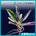 卡佩特5(K5)