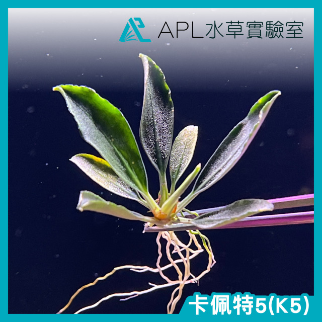 卡佩特5(K5)