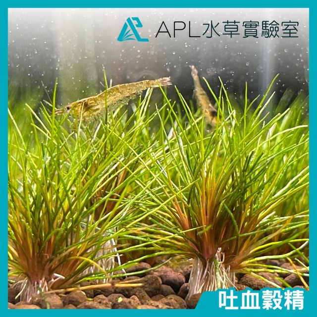 吐血榖精
