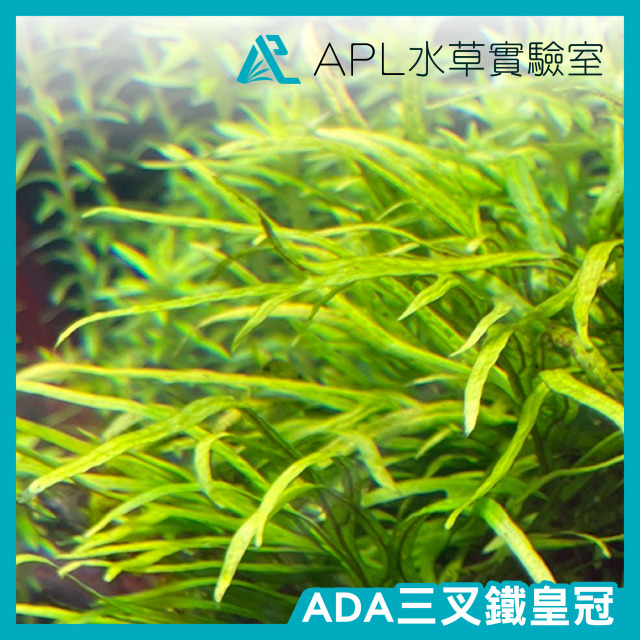 ADA三叉鐵皇冠(保證正品)