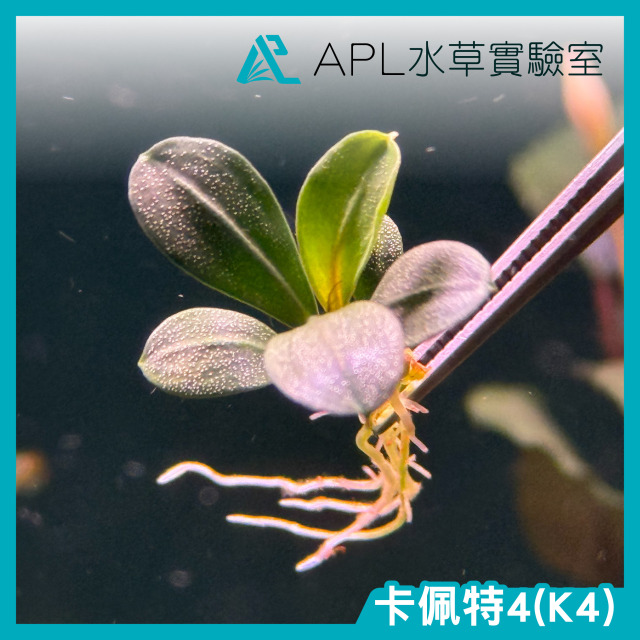 卡佩特4(K4)