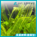 長葉網草(圓葉型)