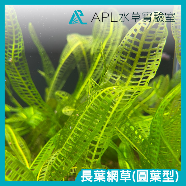 長葉網草(圓葉型)
