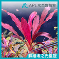 蘇維埃之光皇冠(保證正品)
