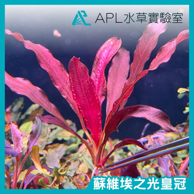蘇維埃之光皇冠(保證正品)
