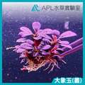 大象玉-1
