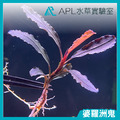婆羅洲鬼