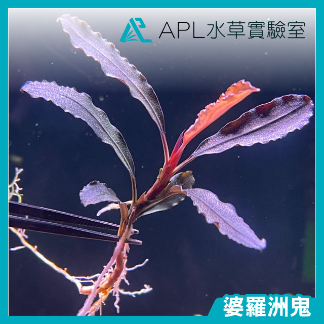 婆羅洲鬼