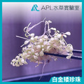 白金矮珍珠-1