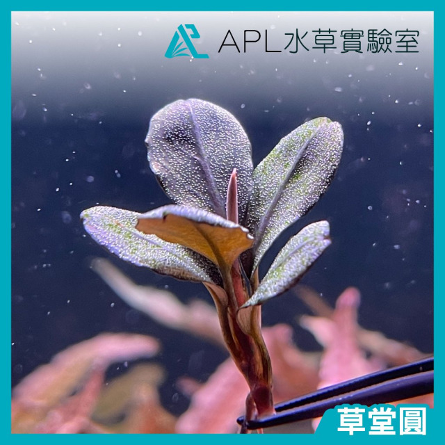 草堂圓