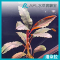 潘朵拉