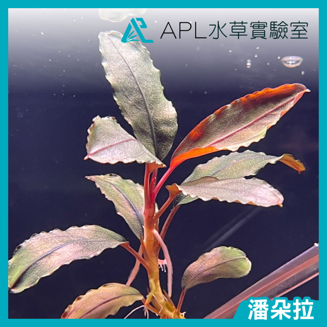 潘朵拉