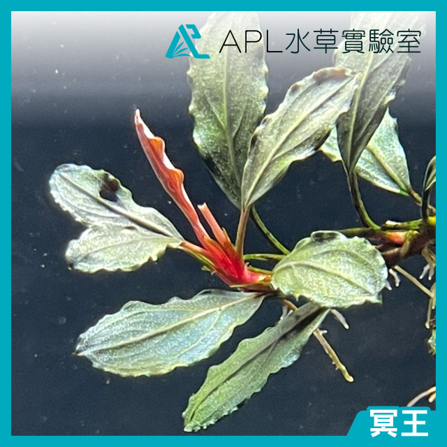 冥王
