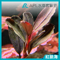 紅脈海
